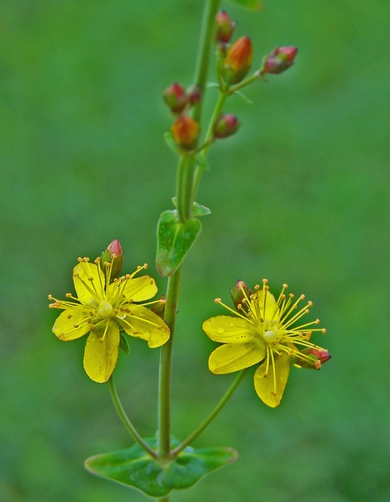 Hypericum pulchrum