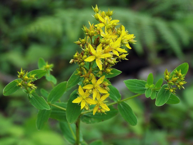 Hypericum tetrapterum