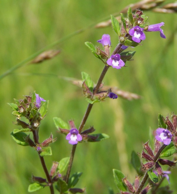 Acinos arvensis