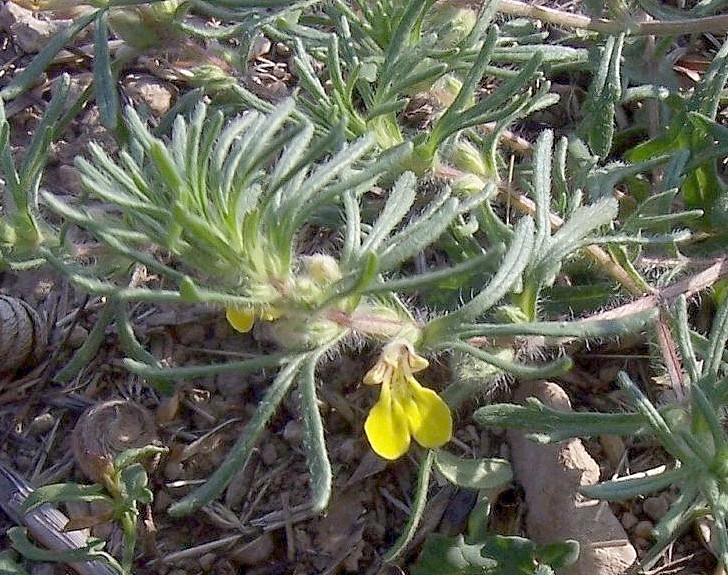 Acinos arvensis