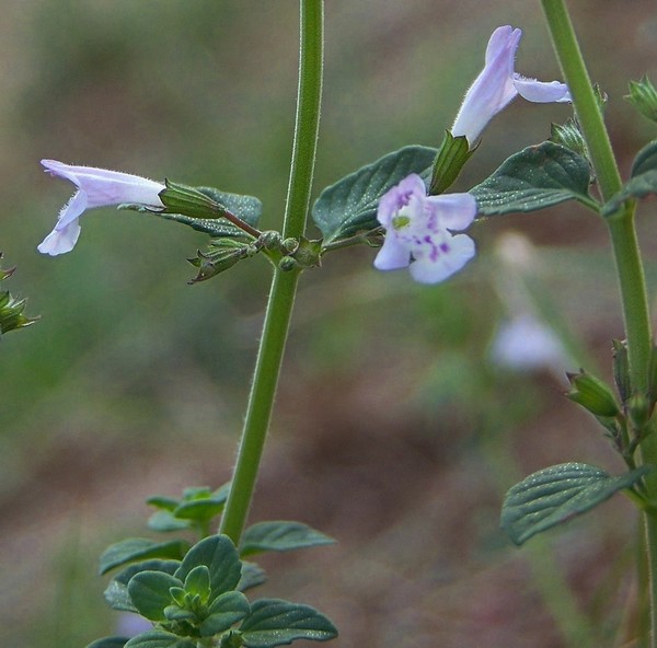 Acinos arvensis