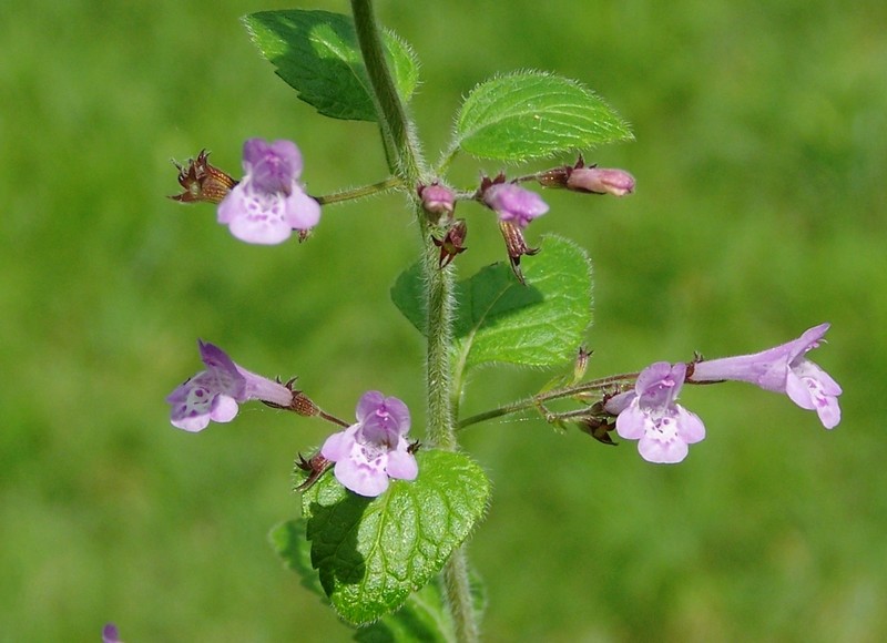 Acinos arvensis