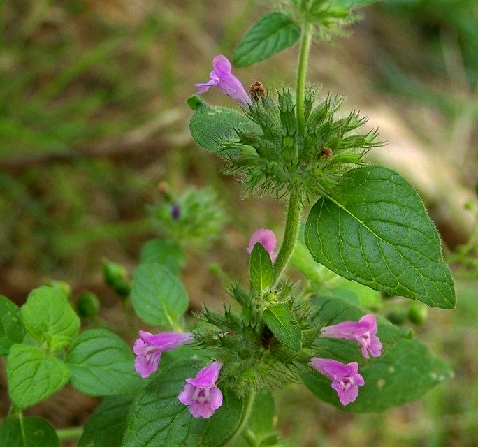 Acinos arvensis