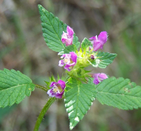 Galeopsis tetrahit