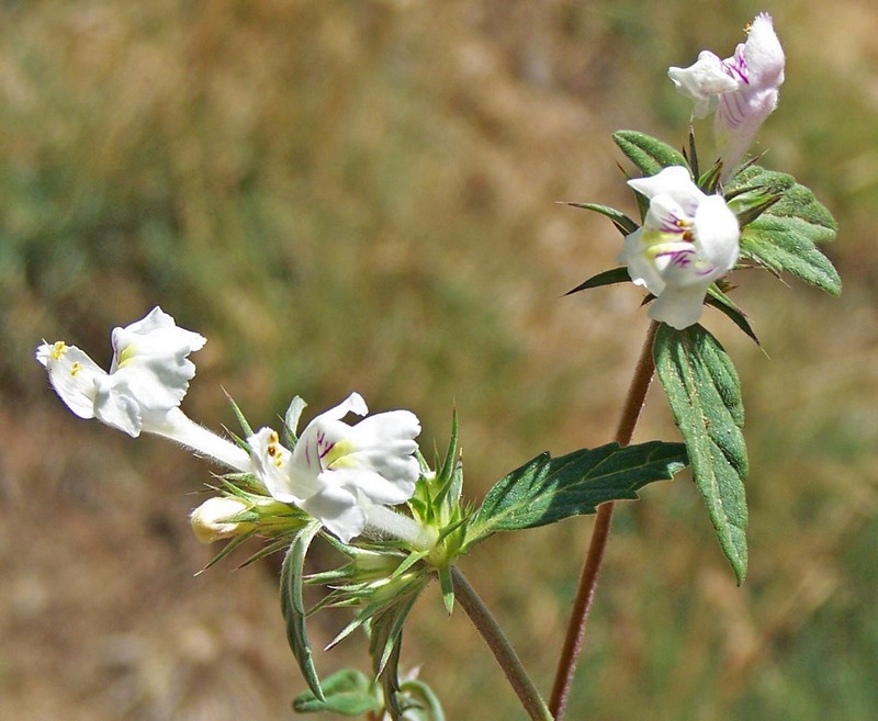 Acinos arvensis