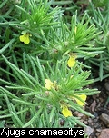 Ajuga chamaepitys