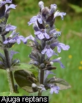 Ajuga reptans