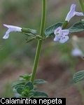 Calamentha nepeta