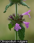 Clinopodium vulgare