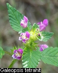 Galeopsis tetrahit