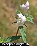 Galeopsis segetum