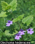 Glechoma hederacea