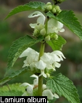 Lamium album