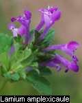 Lamium amplexicaule