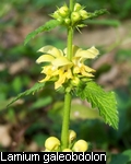 Lamium galeobdolon