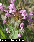 /Lamium hybridum