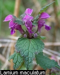 Lamium maculatum