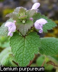 /Lamium purpureum