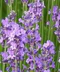 Lavandula angustifolia