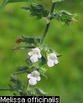 Melissa officinalis