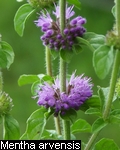 Mentha-arvensis