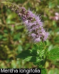 Mentha spicata