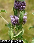 Mentha pulegium