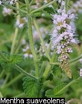 Mentha suaveolens