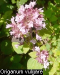 Origanum vulgare