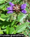 Prunella grandiflora