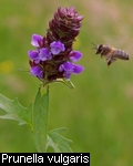 Prunella vulgaris