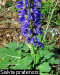 Salvia pratensis