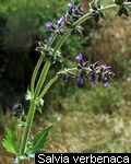 Salvia verbenaca