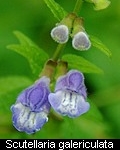 Scutellaria galericulata