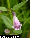 Scutellaria minor