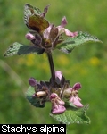 Stachys alpina