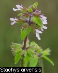 Stachys arvensis