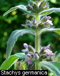 Stachys gerrmanica