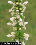 Stachys recta