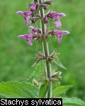 Stachys silvatica