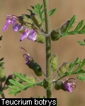 Teucrium-botrys