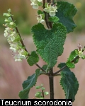 Teucrium scorodonia