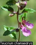 Teucrium chamaedrys