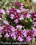 Thymus pulegioides