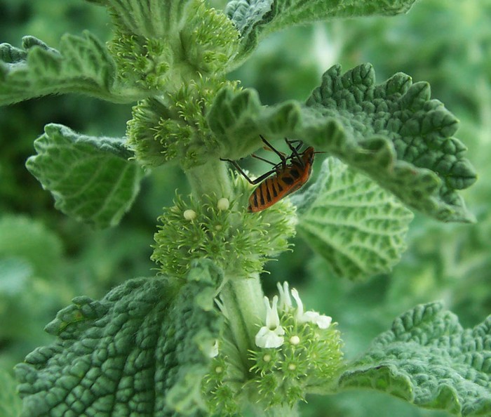 Acinos arvensis