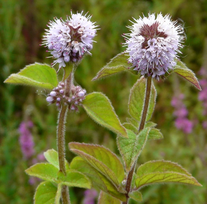 Acinos arvensis