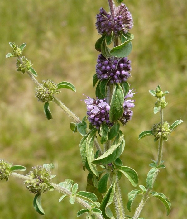 Acinos arvensis