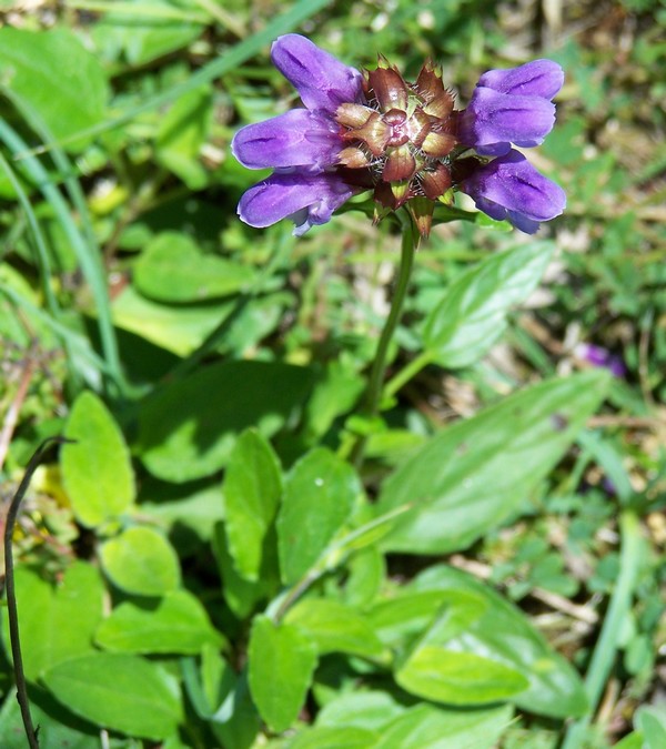 Prunella grandiflora