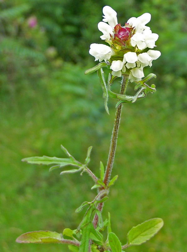 Prunella grandiflora