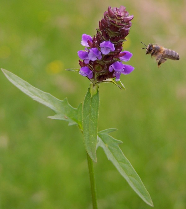 Prunella grandiflora